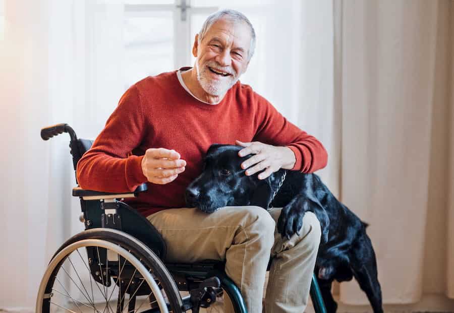 A disabled senior man in wheelchair indoors playing with a pet dog at home