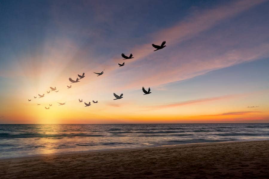 flock of birds flying over the sea at sunset
